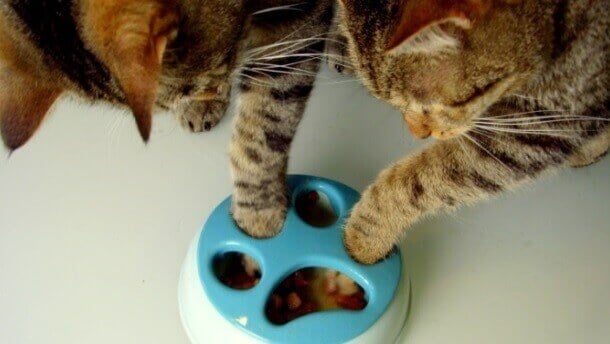 Featured image of Kitty Slowfood: Keeps Your Cat from Wolfing Down Her Food