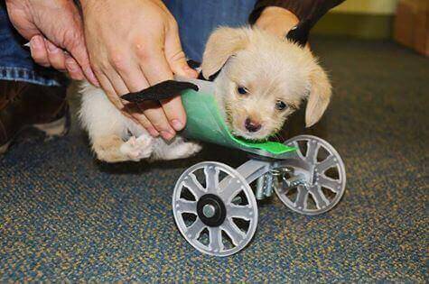 Featured image of 3D Printed Puppy Wheelchair for Teeny Tumbles