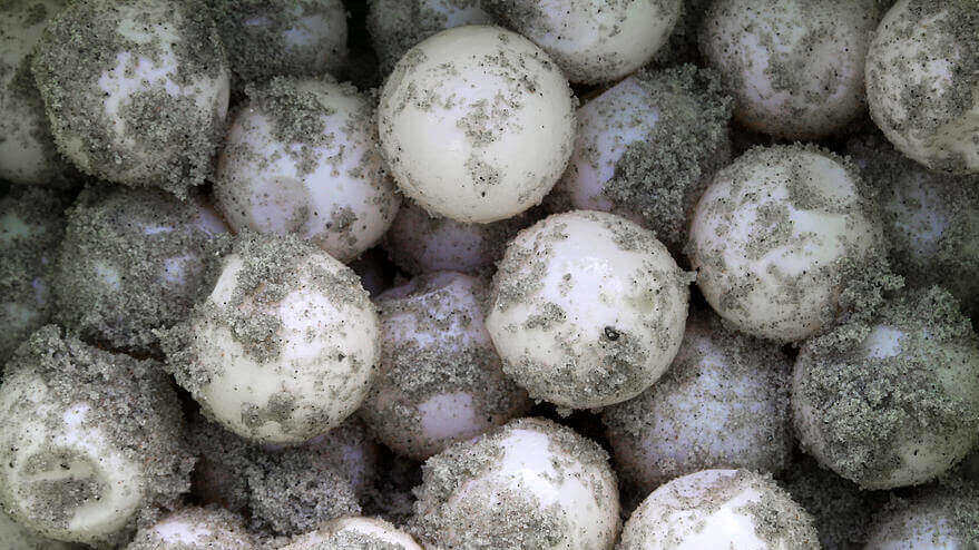 Featured image of 3D Printed Turtle Eggs to Track Poachers