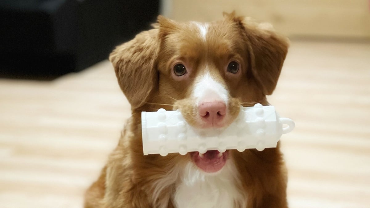 Featured image of The Best 3D Printed Dog Toys & Accessories of 2023