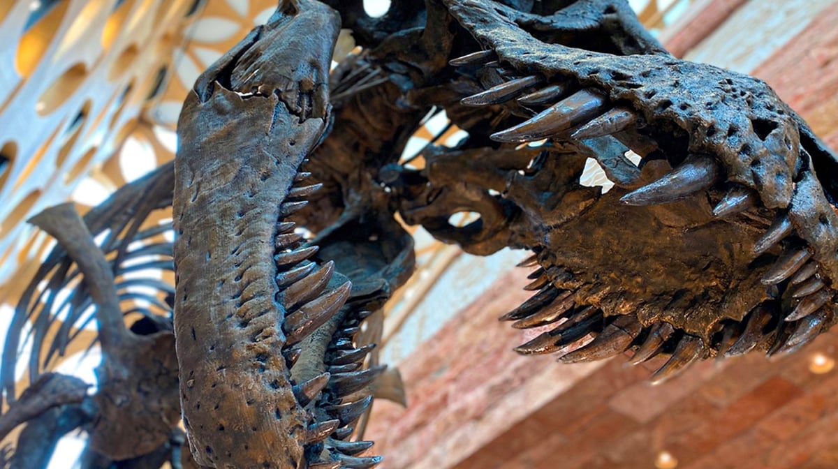 Tyrannosaurus Rex, Trix, at Naturalis museum in Leiden wit…