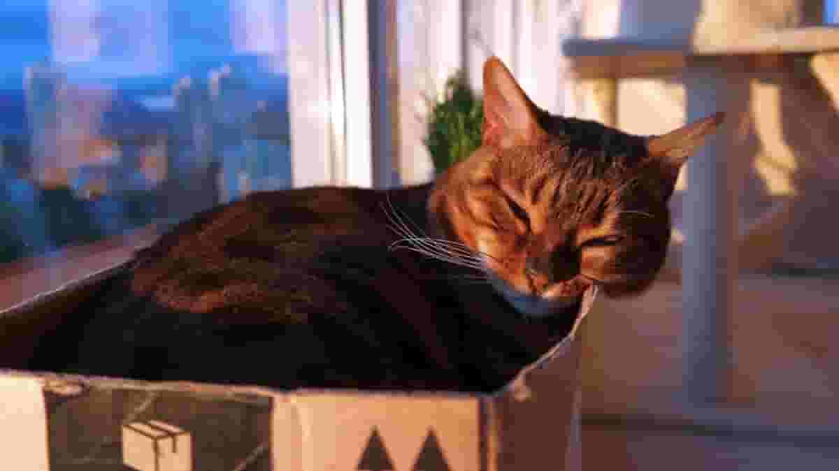 Featured image of Put Your Cat on a Diet With a 3D Printed Food Dispenser