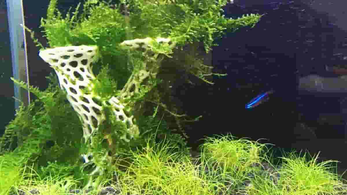 Sea mine aquarium decoration cheap