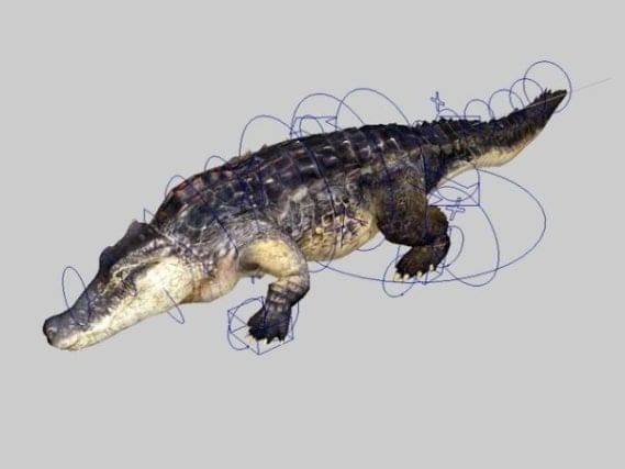 An animated alligator rig