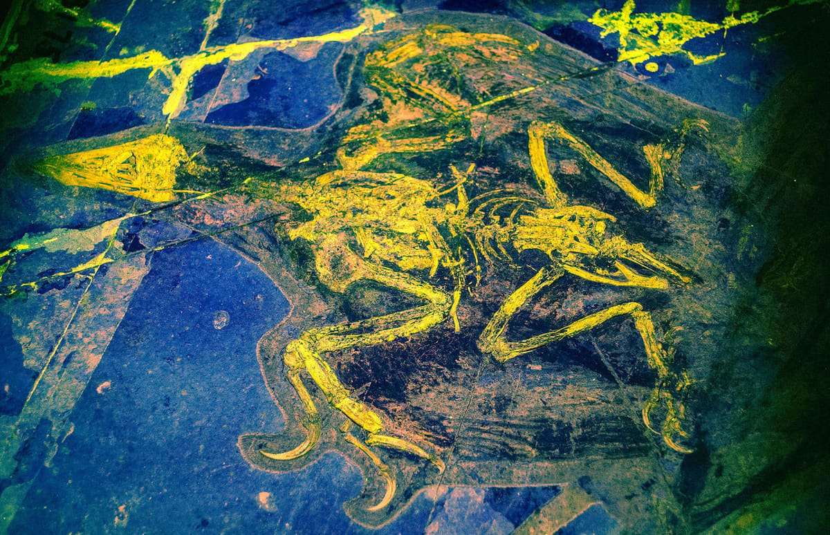 3D scanning fossils reveal evolutionary secrets in organic remains