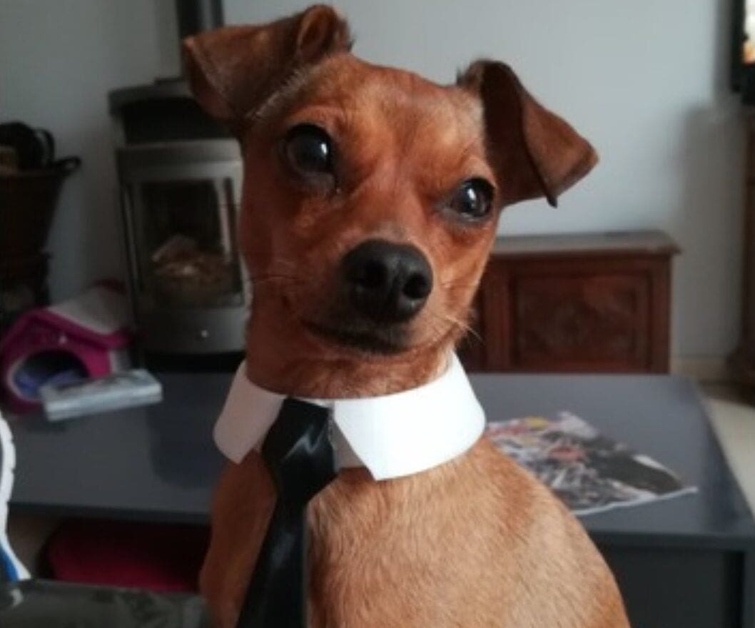 Image of: 10. Dog Collar & Tie
