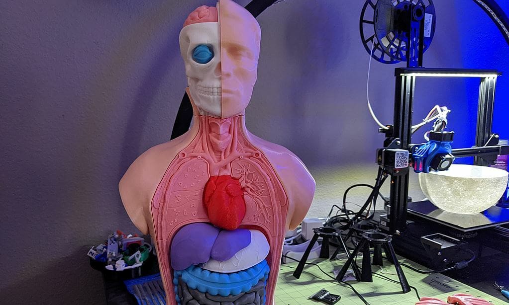 Detailed anatomy