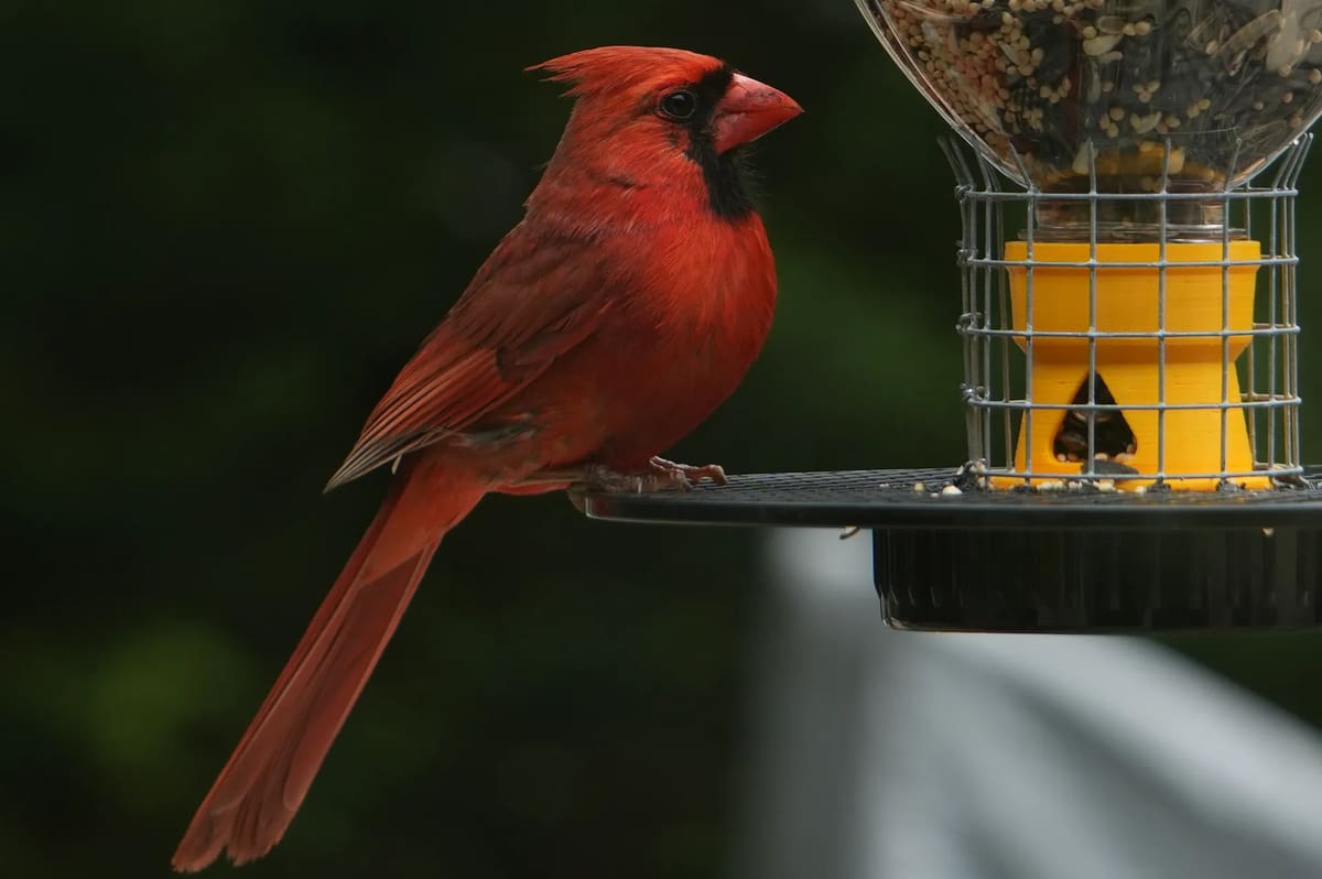 Image of: Bird Feeder