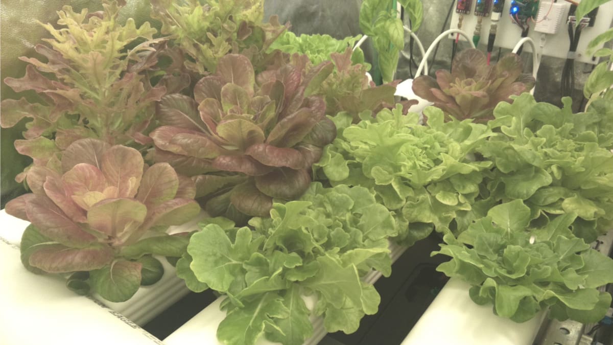 Image of Cool Raspberry Pi Projects: Automated Hydroponic System