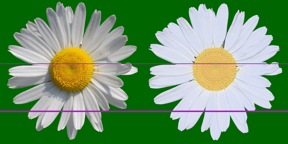 Image of Meshy 7 AI to 3D Model: The Details are in the Daisy