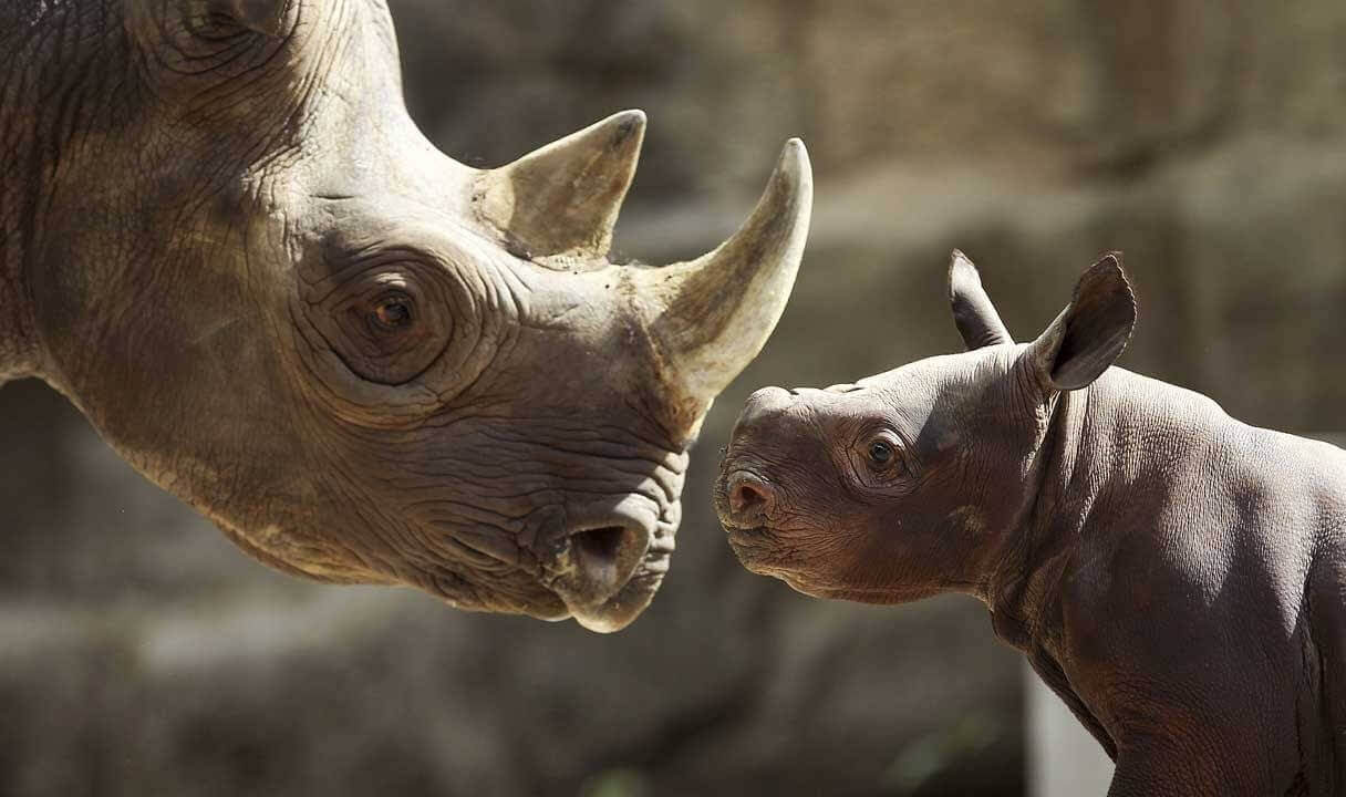 rhino horn poaching