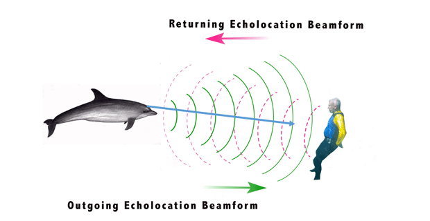 Researchers 3D Print How Dolphins See Humans | All3DP