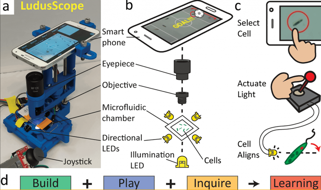 Diy Amoeba Cell Model - Aflam-Neeeak