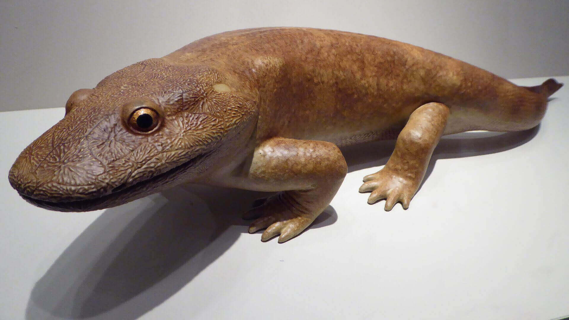 3D Scanning Reveals 350m Year Old Tetrapod Named Tiny | All3DP