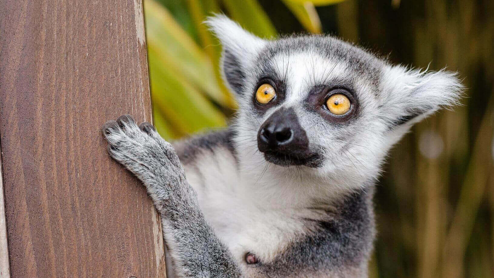 Preserving the Endangered Lemur with 3D Scanning and X-Rays | All3DP
