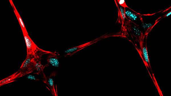 Researchers Find New Low-Cost Ways to 3D Print Living Tissues and Organs | All3DP