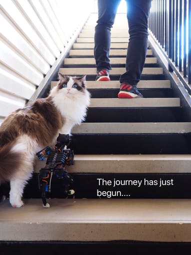raspberry pi cat robot