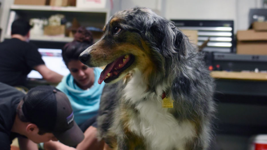 Australian Sheepdog Receives Prosthetic Paw Thanks to 3D Printing | All3DP