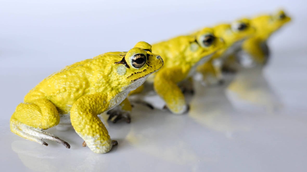 3D Printed RoboToads Help Explain Mating Habits | All3DP