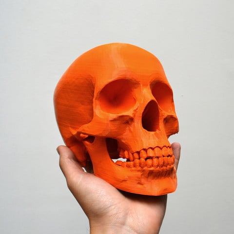 3D Printed Skull – 10 Great Curated Models to 3D Print | All3DP