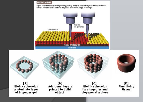 What Is 3D Bioprinting? – Simply Explained | All3DP