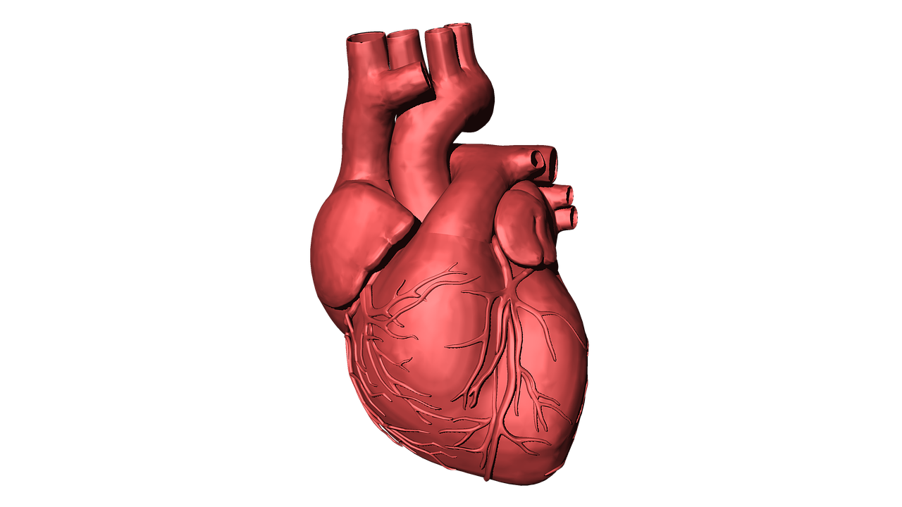 3D Printing Human Organs With Stem Cells  . Embryonic Stem Cells, Obtained From Human Embryos, Can Develop Into Any Kind Of Cell In The Body, Such As Brain Tissue, Heart Cells Or Bone.