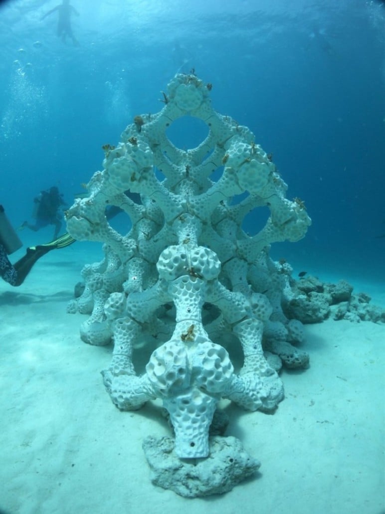 3D Printed Coral Reefs – 4 Most Promising Projects | All3DP