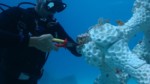 Featured image of 3D Printed Coral Reefs – 4 Most Promising Projects