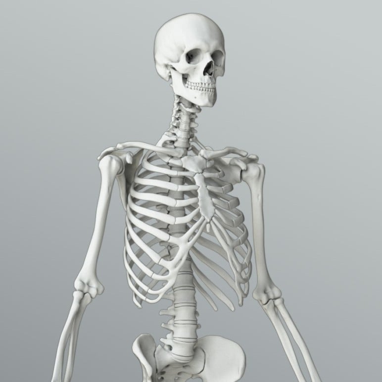 Skeleton 3D Model – 5 Best Sources for Skeletal Systems | All3DP