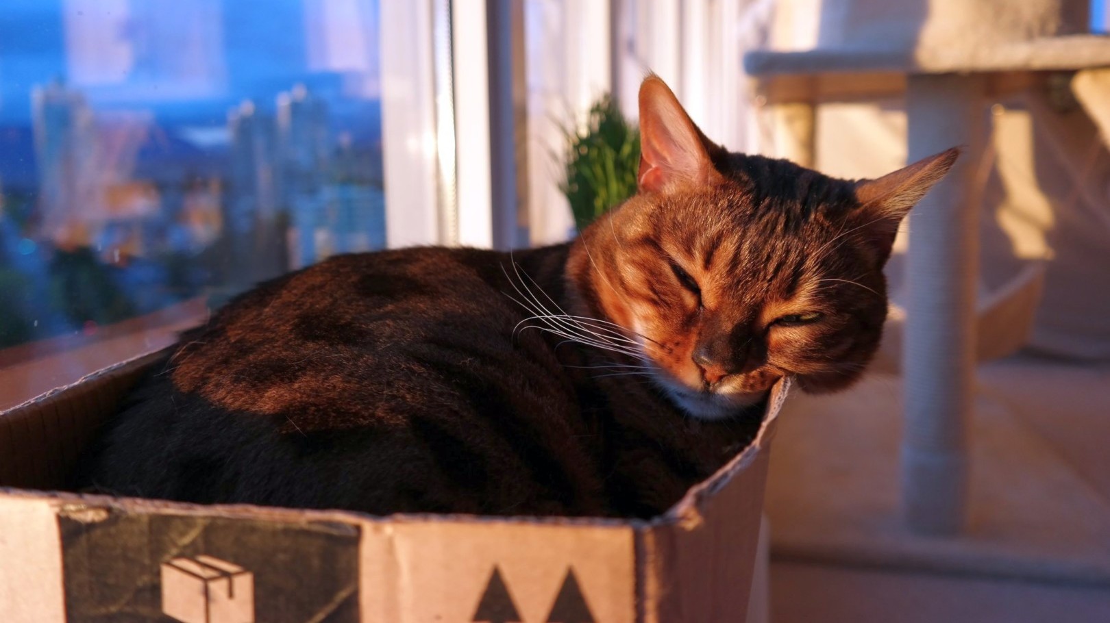 automatic cat feeder reddit